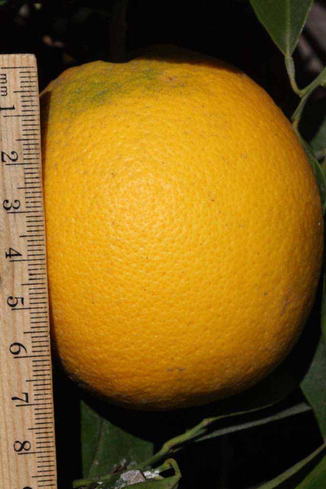            Fruit (Riverside, CA)   